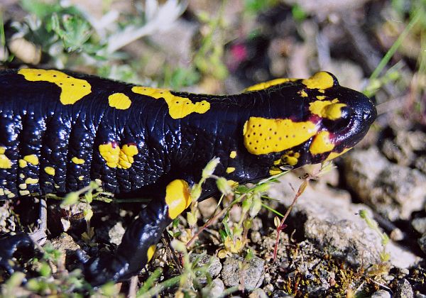 Salamandra salamandra