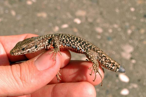 Podarcis muralis