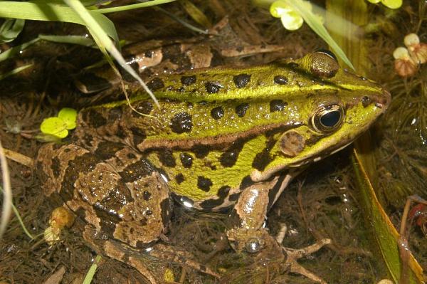 Pelophylax kl. esculentus