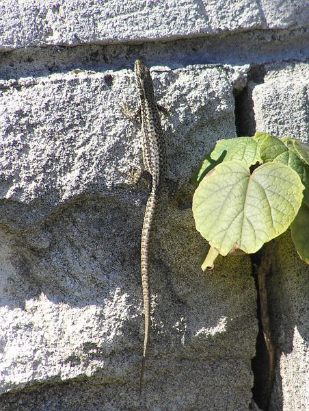 Podarcis muralis