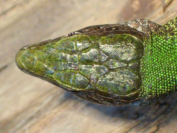 Lacerta viridis