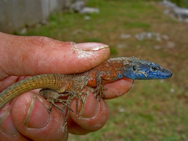 Algyroides nigropunctatus