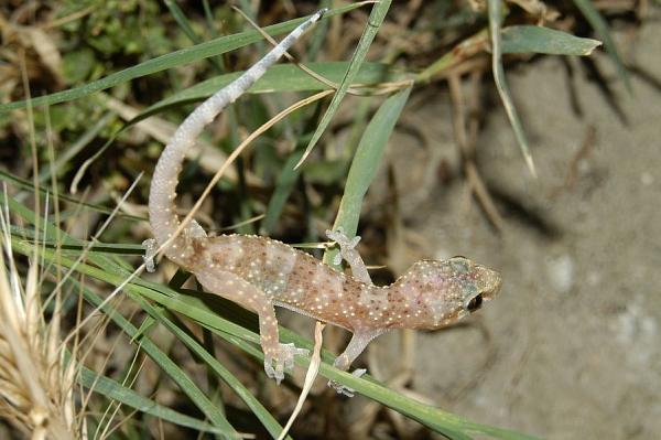 Hemidactylus turcicus