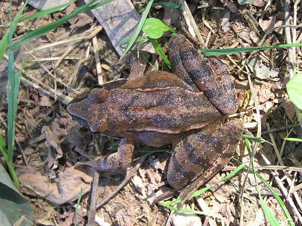 Rana dalmatina