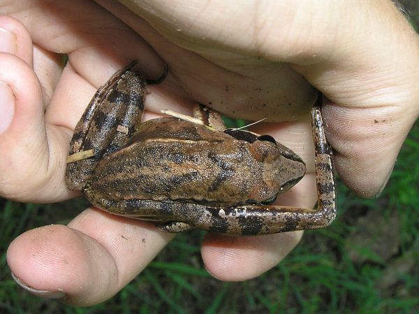 Rana dalmatina