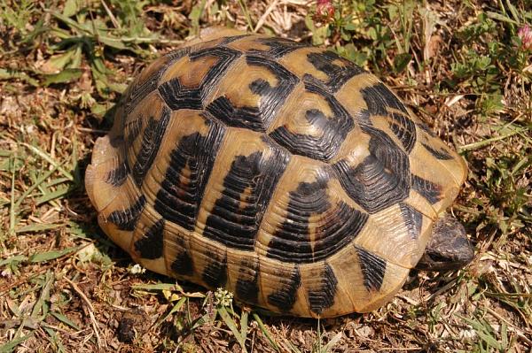 Testudo hermanni