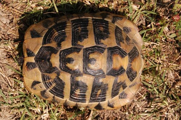 Testudo hermanni