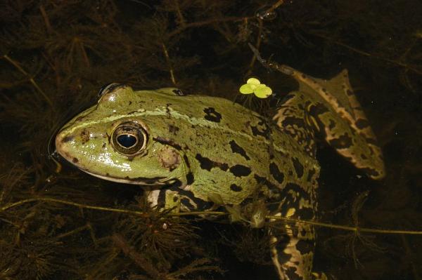 Pelophylax kl. esculentus