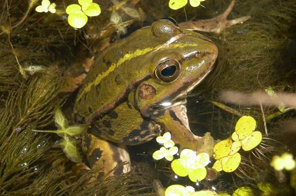 Pelophylax kl. esculentus