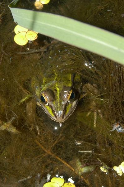 Pelophylax kl. esculentus Pelophylax kl. esculentus