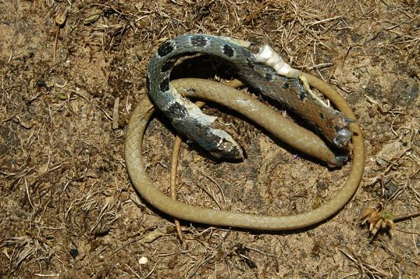 Platyceps najadum