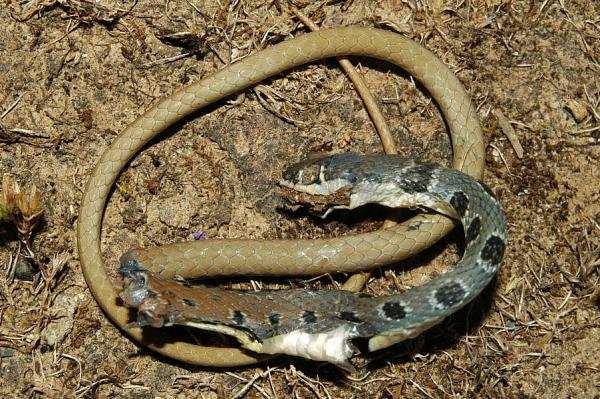 Platyceps najadum