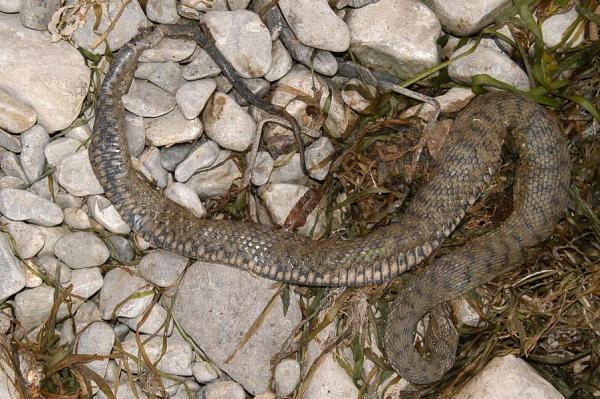 Natrix tessellata