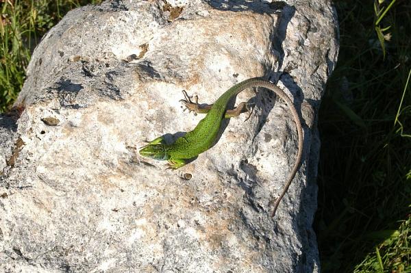 Lacerta viridis