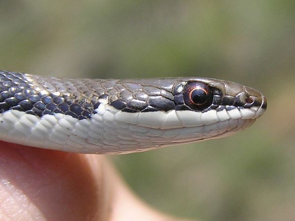 Platyceps collaris