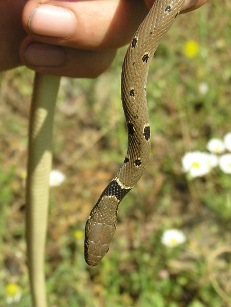 Platyceps collaris