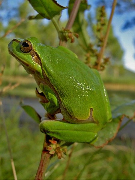 Hyla arborea