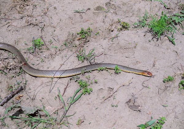 Dolichophis caspius