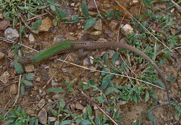 Podarcis melisellensis