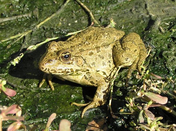 Pelophylax ridibundus