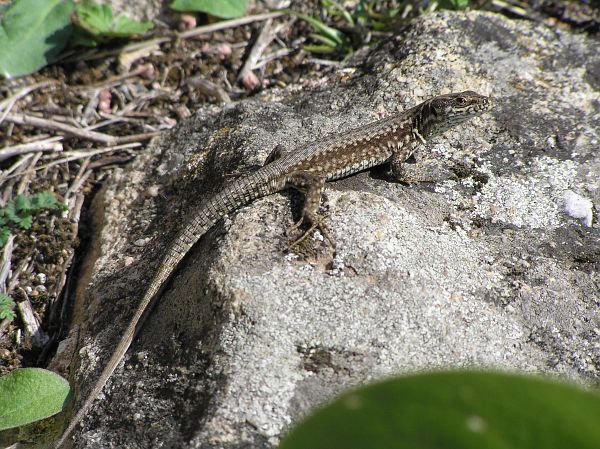 Podarcis muralis