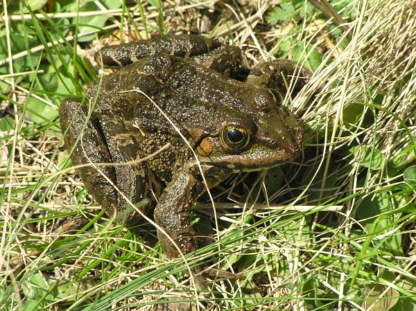 Pelophylax ridibundus