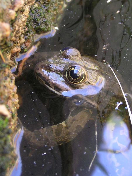 Pelophylax ridibundus