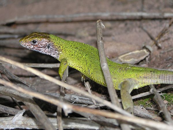 Lacerta viridis