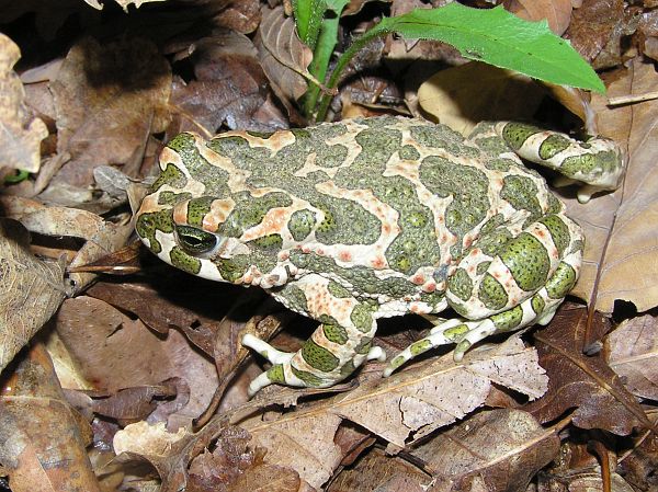 Pseudepidalea viridis