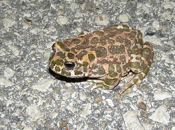 Pseudepidalea viridis