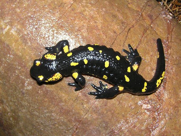 Salamandra salamandra