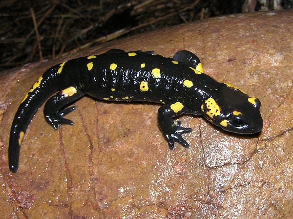 Salamandra salamandra