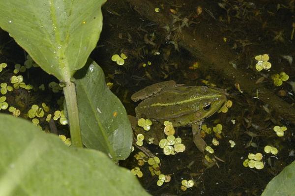 Pelophylax kl. esculentus