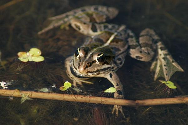 Pelophylax kl. esculentus