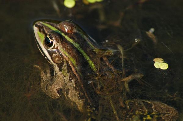 Pelophylax kl. esculentus