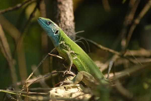 Lacerta viridis