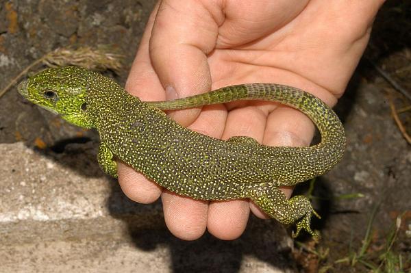 Lacerta sp.