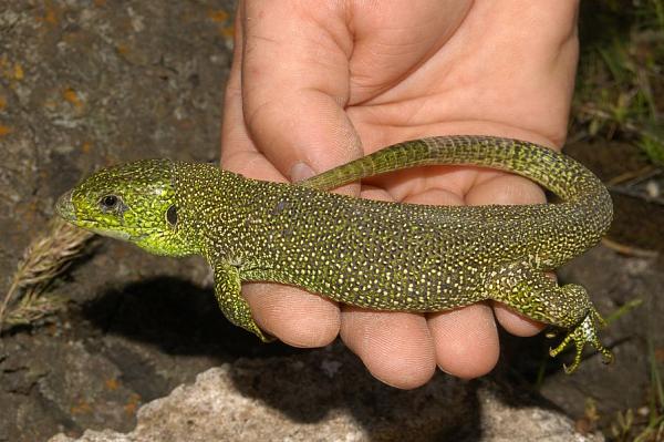 Lacerta sp.