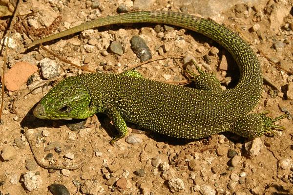 Lacerta sp.