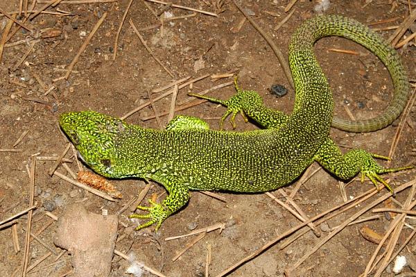 Lacerta sp.