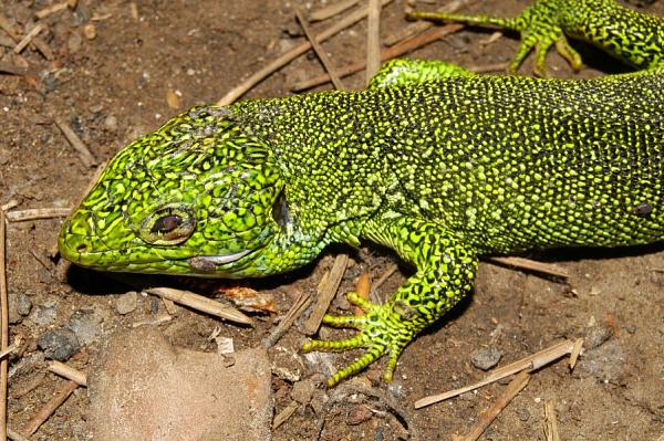 Lacerta sp.