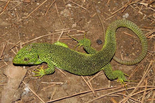 Lacerta sp.