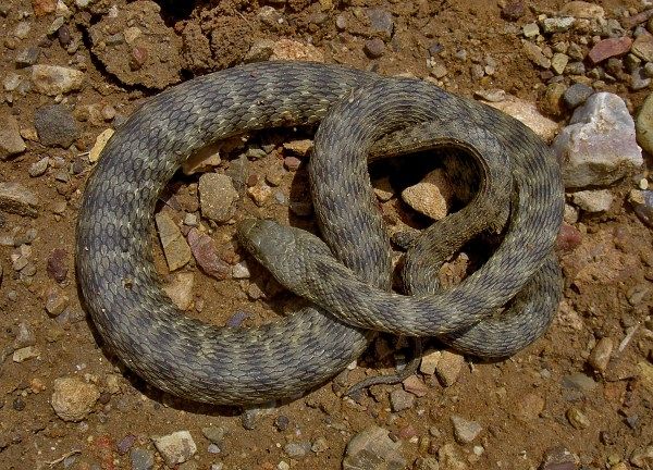 Natrix tessellata