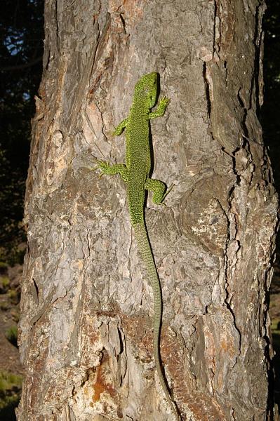 Lacerta sp.