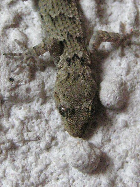 Mediodactylus kotschyi