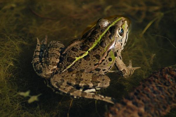 Pelophylax kl. esculentus