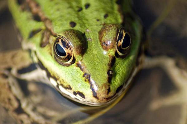 Pelophylax kl. esculentus