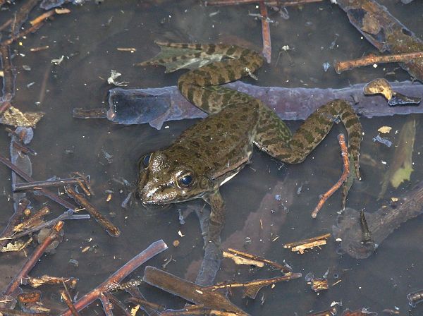 Pelophylax ridibundus