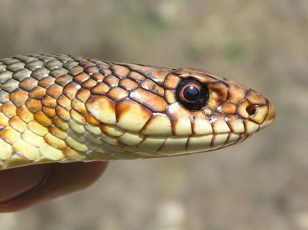 Dolichophis caspius