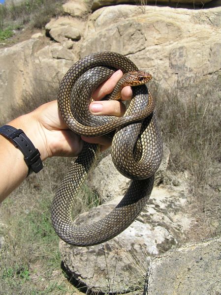 Dolichophis caspius